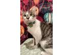 Adopt Phoebe a Domestic Shorthair / Mixed cat in Whitestone, NY (39861197)