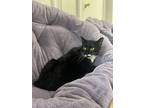 Adopt Gypsy a Domestic Shorthair / Mixed cat in Whitestone, NY (39861207)