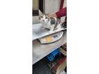 Adopt kitty 3 a White Domestic Shorthair / Domestic Shorthair / Mixed cat in
