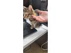 Adopt Bandit a Tan or Fawn Domestic Shorthair / Domestic Shorthair / Mixed cat