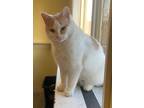 Adopt Abigal a Cream or Ivory Domestic Shorthair / Mixed cat in Sparta