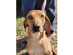 Adopt Dolly a Red/Golden/Orange/Chestnut Coonhound / Mixed dog in Huntsville