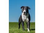 Adopt Eli a Black American Pit Bull Terrier / Mixed dog in Clinton