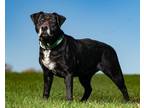 Adopt Lacey a Black Labrador Retriever / Mixed Breed (Medium) / Mixed (short