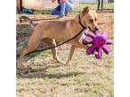 Adopt Tocarican-IN FOSTER a Brown/Chocolate Mixed Breed (Medium) / Mixed Breed