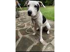 Adopt Harley a White - with Black American Pit Bull Terrier / Mutt / Mixed dog
