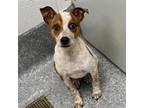 Adopt Riley a White Australian Cattle Dog / Terrier (Unknown Type