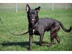 Adopt Skippy a Black - with White Pit Bull Terrier / Shepherd (Unknown Type) /