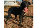 Adopt Benji a Black - with White Labrador Retriever / Mixed dog in Corning