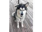 Adopt Charger a Gray/Silver/Salt & Pepper - with Black Alaskan Malamute / Mixed