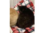Adopt Nancy a All Black Domestic Shorthair (short coat) cat in Pottsville