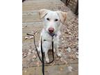 Adopt Buddy a White - with Tan, Yellow or Fawn Golden Retriever / Husky / Mixed