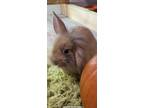 Adopt Lop babies a Multi Lop-Eared / Mixed (medium coat) rabbit in North Port