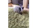 Adopt Possum a Silver or Gray Guinea Pig (long coat) small animal in North Port
