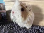Adopt Girlies a Multi Guinea Pig small animal in North Port, FL (39864351)