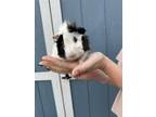 Adopt Leo a White Guinea Pig (long coat) small animal in North Port