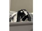 Adopt Bindi a White Lop, Holland / Mixed rabbit in North Port, FL (39864148)