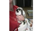 Adopt Kiwi a White Lop, Holland / Mixed rabbit in North Port, FL (39864173)