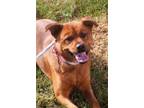 Adopt Bailey a Brown/Chocolate German Shepherd Dog / Chow Chow / Mixed dog in