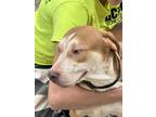 Adopt Brutus a Tan/Yellow/Fawn - with White Pit Bull Terrier / Hound (Unknown