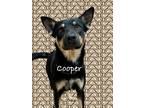 Adopt Cooper a Black Shepherd (Unknown Type) dog in Alvin, TX (39862336)