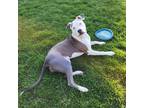 Adopt Icy a White - with Black Pit Bull Terrier / Mixed dog in Toledo