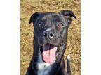 Adopt Jack a Black Mixed Breed (Large) / Mixed dog in Leander, TX (32811959)