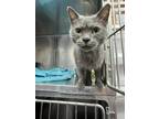 Adopt Momma Blue a Gray or Blue Domestic Shorthair (short coat) cat in Hyden