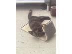 Adopt Eva a Tortoiseshell Domestic Shorthair (short coat) cat in Hyden