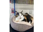 Adopt Cookie Crumble a Domestic Shorthair / Mixed (short coat) cat in
