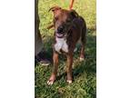 Adopt Jimena a Brindle - with White Feist / American Staffordshire Terrier /