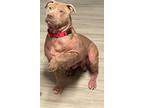 Adopt Oliver a Tan/Yellow/Fawn American Pit Bull Terrier / Mixed Breed (Medium)