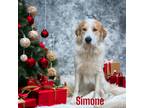 Adopt Simone a White Great Pyrenees / Mixed dog in Colmar, PA (39858088)