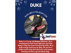 Adopt Duke a Black - with Tan, Yellow or Fawn Belgian Malinois / Mixed dog in
