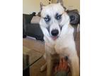 Adopt URGENT Zeus a Tan/Yellow/Fawn - with White Husky / Jindo / Mixed dog in