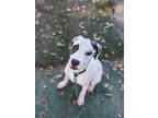 Adopt Chip a Gray/Silver/Salt & Pepper - with White Pit Bull Terrier / Mixed dog