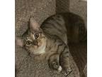 Adopt Bogdan a Gray, Blue or Silver Tabby Domestic Shorthair (short coat) cat in