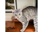 Adopt Cola a Brown or Chocolate Domestic Shorthair / Domestic Shorthair / Mixed