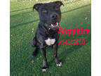 Adopt Sapphire a Black American Pit Bull Terrier / Mixed Breed (Medium) / Mixed