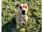 Adopt 82662 Fomo a Tan/Yellow/Fawn American Pit Bull Terrier / Mixed Breed