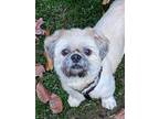 Adopt Teddy a White - with Gray or Silver Shih Tzu / Mixed dog in Greensboro