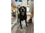 Adopt Luna (Scary Spice) a Black Mixed Breed (Large) / Mixed dog in Covington