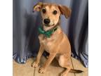 Adopt Umi a Brown/Chocolate Mixed Breed (Small) / Mixed dog in Justin