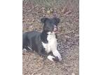 Adopt Lailee a Black - with White German Shepherd Dog / Basenji / Mixed dog in