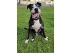 Adopt Buddy a Black - with White Pit Bull Terrier / Mixed dog in Running