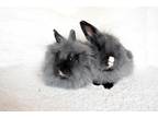 Adopt Klaus a Black Lionhead / Mixed (long coat) rabbit in Chicago