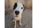 Adopt Drizzle a White - with Black Pit Bull Terrier / Mixed dog in Running