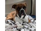 Adopt Bennett a Tan/Yellow/Fawn Boxer / Mixed (short coat) dog in Tulsa