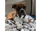 Adopt Bennett a Tan/Yellow/Fawn Boxer / Mixed dog in Tulsa, OK (39852578)