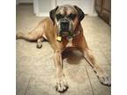 Adopt Boosie a Tan/Yellow/Fawn Boxer / Mixed (short coat) dog in Tulsa